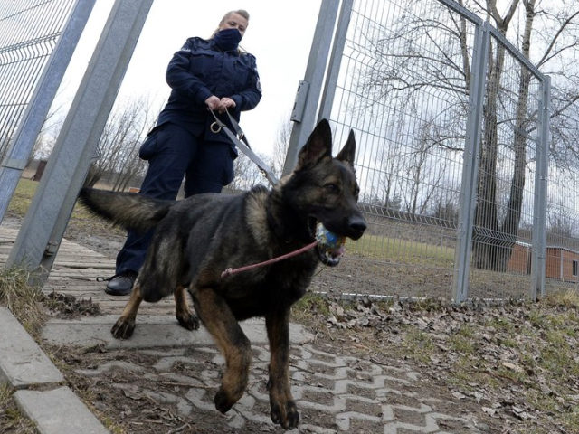 Police officer Katarzyna Matuszewska after training with patrol dog Ort, in Warsaw, Poland, on Friday, March 19, 2021. When they age, the dogs and horses that serve in Poland's police, Border Guard and other services cannot always count on a rewarding existence. Responding to calls from concerned servicemen, the Interior …