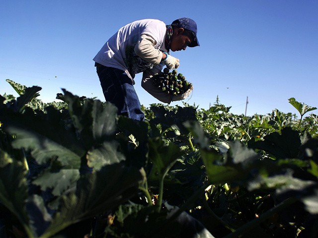 WELLINGTON, CO - SEPTEMBER 03: A migrant farm worker from Mexico harvests organic zucchini while working at the Grant Family Farms on September 3, 2010 in Wellington, Colorado. The farm, the largest organic vegetable farm outside of California, hires some 250 immigrant workers during the peak harvest season. Owner Andy Grant lamented that the issue of illegal immigration has become politicized nationally. "They feed America," he said. "They should not be victimized." Grant said his workers start at $7.25, which is the minimum wage in Colorado. (Photo by John Moore/Getty Images)