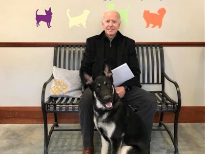 Joe Biden Adopts dog Major