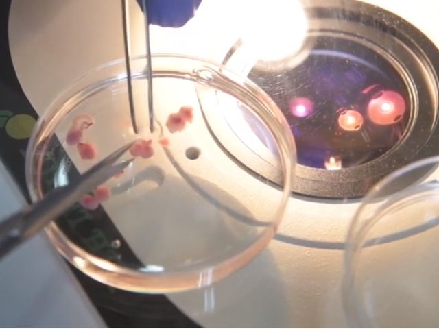 In a major breakthrough, Israeli scientists have grown mouse embryos in artificial wombs and have said that humans could be next.