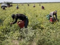 GOP Sen. Mike Crapo Endorses Amnesty, Foreign Workforce Bill