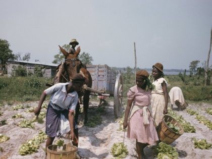 CIRCA MID 1930's: Slaves work the fields during a recreation of pre Civil War life on a pl