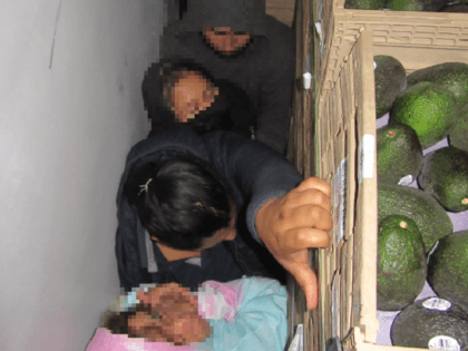 Falfurrias Border Patrol agents find 42 migrants hiding in a tractor-trailer loaded with avocados. (Photo: U.S. Border Patrol/Rio Grande Valley Sector)
