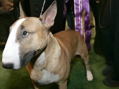 Best of Show winner Rufus, a Bull Terrier, stands near his prize ribbon behind him after the Best in Show competiton for the 130th Westminster Dog Show at Madison Square Garden Febraury 14, 2006 in New York City. Over 2,500 dogs competed during the two day show. (Photo by Stephen …