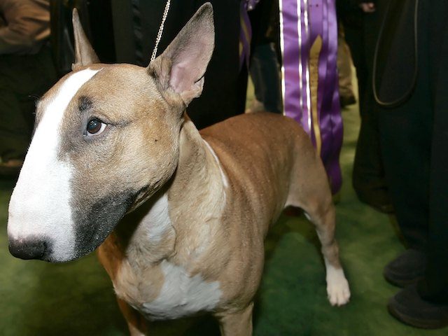 Best of Show winner Rufus, a Bull Terrier, stands near his prize ribbon behind him after t
