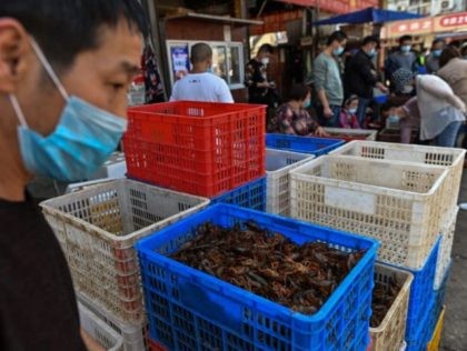 This photo taken on April 15, 2020 shows s basket of prawns at a shop at the Wuhan Baishazhou Market in Wuhan in China's central Hubei province. - China's "wet" markets have gained a bad international reputation as the coronavirus roiling the world is believed to have been born in …