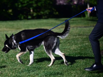 An aide walks the Bidens dog Major on the South Lawn of the White House in Washington, DC, on March 29, 2021. - First dogs Champ and Major Biden are back at the White House after spending part of the month in Delaware, where Major underwent training after causing a …
