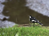 Quebec's Magpie River Designated a 'Legal Person'
