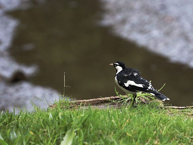 Bird magpie lark standing on the grass over a mangrove river ready for take off to hunt fo