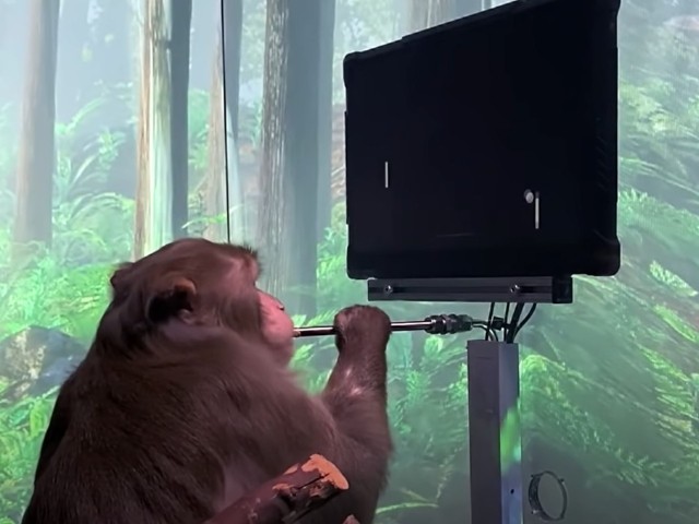 Monkey playing pong