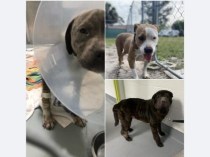 Puppies adopted from the Halifax Humane Society in Daytona Beach, FL using earnings from D