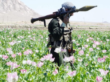 In this photograph dated 15 April 2005, an Afghan soldier with a rocket is pictured in a drive by officials to destroy poppies in a field in the Maiwand district, 45 kms west of the southern city of Kandahar. Taliban rebels determined to keep southern Afghanistan in chaos 13 March …