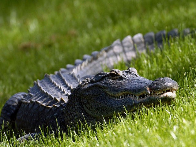 A Florida alligator watches the action from the ninth fairway during third-round play at t