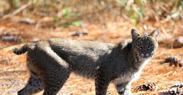 WATCH: North Carolina Man Tosses Rabid Bobcat After It Attacks His Wife