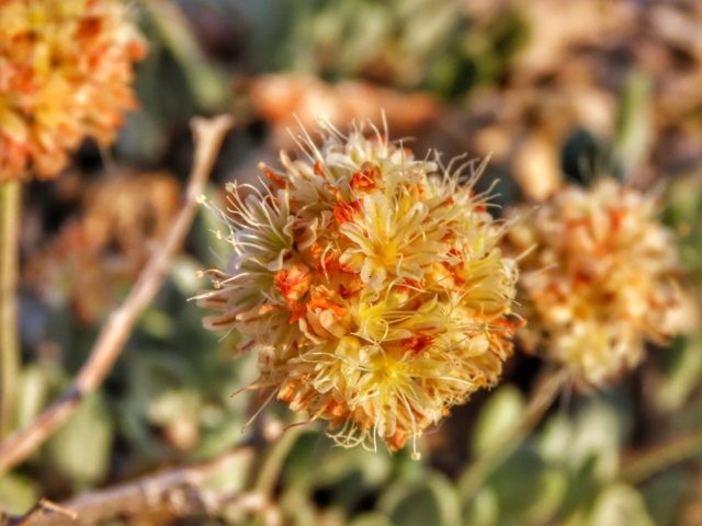 Judge sets deadline for rare Nevada plant-listing decision ...