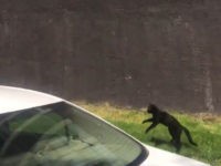 WATCH: Cat Leaps Out Fifth Floor Window During Fire in Chicago