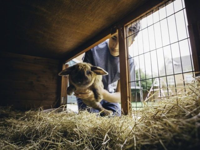 Pet rabbit being put back into its hutch by a teenage boy.