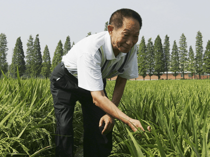 Yuan Longping, who won the World Food Prize in 2004 - the United Nation's Food and Agricultural Organization's International Year of Rice, poses for a photo at a hybrid rice planting field on June 20, 2006 in Changsha city, Hunan province of China. Hybrid rice is a very important achievement …