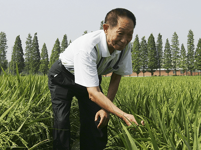 Yuan Longping, who won the World Food Prize in 2004 - the United Nation's Food and Agricul