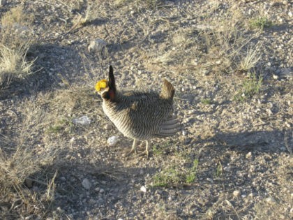 This undated file photo provided by U.S. Fish and Wildlife Service shows a male lesser prairie chicken in southeastern New Mexico. A federal court in Texas on Tuesday, Sept. 1, 2015, has vacated Endangered Species Act protections for the lesser prairie chicken, a victory for oil and gas companies that …