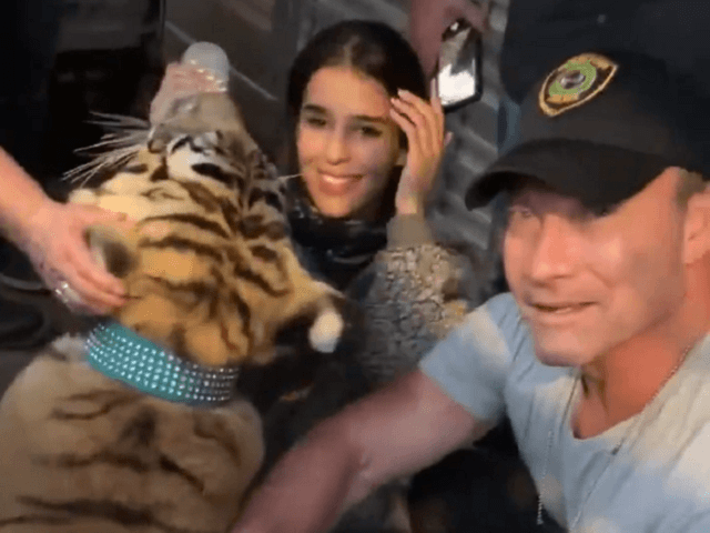 Texas Missing Tiger Found Safe -- Taken to Shelter - Vimarsana News