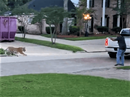 A tiger was spotted on the prowl in West Houston on May 10, 2021. A Texas deputy holds the tiger at gunpoint. (Twitter Video Screenshot/Rob Wormmald)