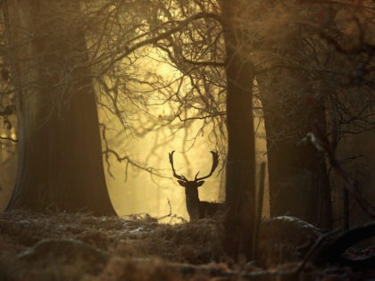 Overnight frost clings to the fauna and flora at the National Trust's Dunham Massey Park on December 28, 2014 in Altrincham, United Kingdom. Many parts of the UK have had snowfall and below freezing temperatures overnight causing traffic problems on some roads. The MET office has issued warnings of further …