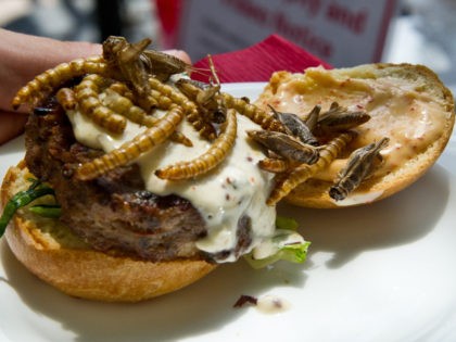 A grasshopper burger topped with dried grasshoppers and mealworms is seen June 4, 2014 during a global Pestaurant event sponsored by Ehrlich Pest Control, held at the Occidental Restaurant in Washington, DC. For one day only, pop-up Pestaurants will appear in cities across the Globe to offer sweet and savoury …