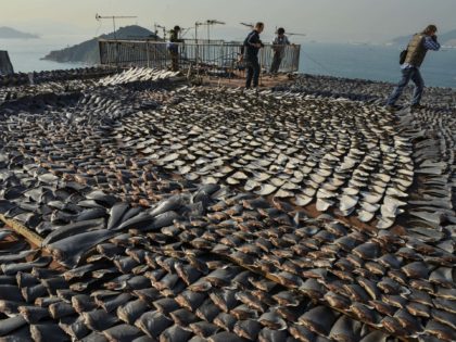 (FILES) In this file picture taken on January 2, 2013 Shark fins drying in the sun cover the roof of a factory building in Hong Kong. Populations of marine mammals, birds, reptiles and fish have dropped by about half in the past four decades, with fish critical to human food …