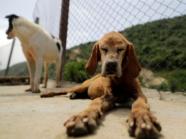 Rescued dogs are pictured at the Woof N'wags shelter on the outskirts of the village of Kf