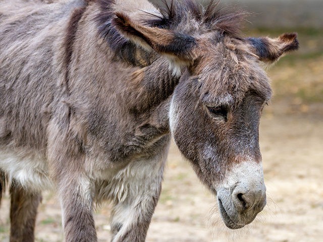 sad-donkey-getty