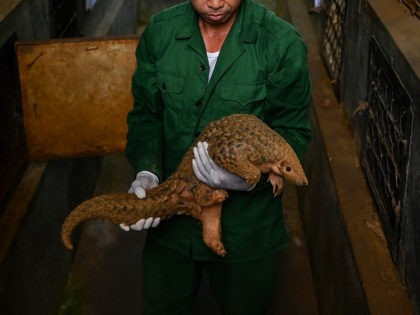 This photograph taken on September 14, 2020 shows wildlife keeper Bui Van Thu checking a Chinese pangolin inside its enclosure at Save Vietnam's Wildlife, a group that runs a pangolin conservation program inside the Cuc Phuong National Park in northern province of Ninh Binh. - Life remains precarious for the …
