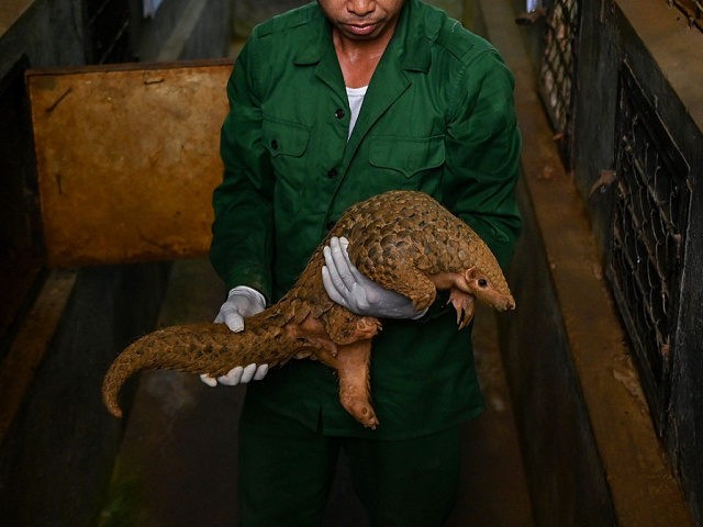 This photograph taken on September 14, 2020 shows wildlife keeper Bui Van Thu checking a C