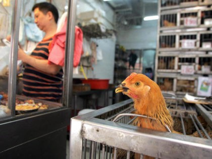Hong Kong, CHINA: (FILES) This file photo dated 08 October 2005 shows a chicken destined for the table sticking its head through a cage at a wet market in Hong Kong. Three people have been admitted to hospital in Hong Kong after eating a chicken believed to have been infected …