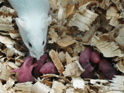 A white rat used for gene therapy research smells its babies just born at the State Key Laboratory of Biotherapy established by the West China Medical School of Sichuan University on August 3, 2005 in Chengdu of Sichuan Province, southwest China. The lab has carried out gene therapy, immunotherapy, cell …