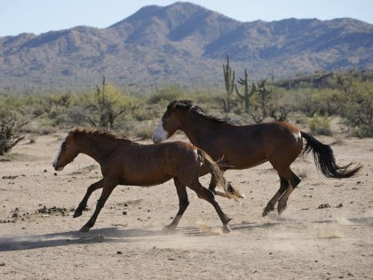Two Salt River wild horses arrive at a site for emergency feeding run by the Salt River Wild Horse Management Group near Coon Bluff in the Tonto National Forest, near Mesa, Ariz., Wednesday, March 10, 2021. Due to prolonged drought in the area, the horses are fed hay daily. (AP …
