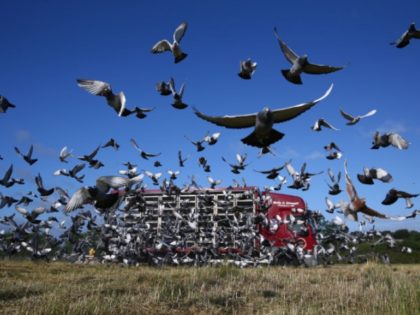 Michael Steele_Getty Images