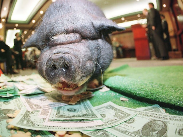 Porky, a 200 pound pot-belly pig, eats animal crackers while Sen. John McCain speaks at a news conference in Washington D.C., April 5, 2000. McCain along with members of the ''Citizens Against Government Waste'' released the 2000 Congressional Pig Book Summary outlining pork-barrel spending. (Photo by Michael Smith)