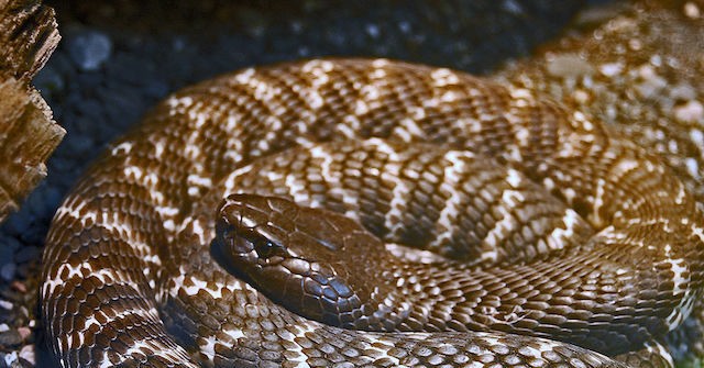 Police: Venomous Cobra Snake Loose in North Carolina Neighborhood