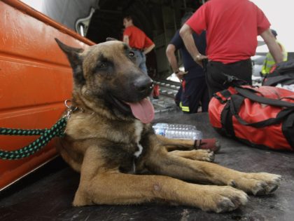 A K9 is rests before a Spanish cargo military plane as police unload equipment upon arriva