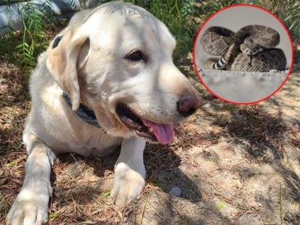 marley-labrador-rattlesnake