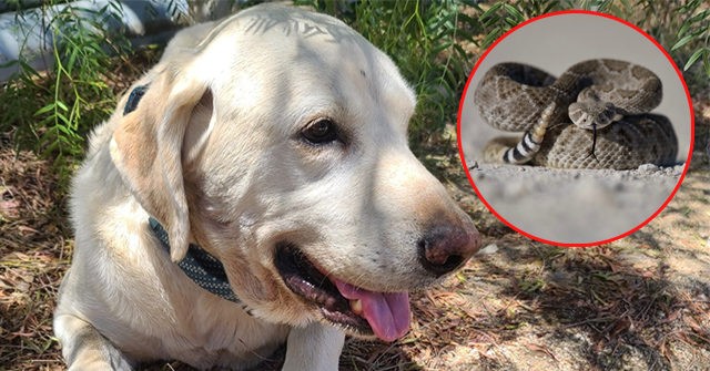 Hero Dog Saves Owner During Rattlesnake Attack, Survives Snake Bites