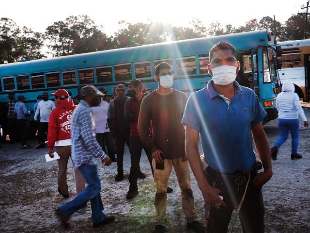 IMMOKALEE, FLORIDA - FEBRUARY 19: Workers register in the morning before heading out to pick tomatoes at a farm owned and operated by Pacific Tomato Growers on February 19, 2021 in Immokalee, Florida. The workers, who are in the country on an agricultural visa, are mostly from Mexico. The agricultural …