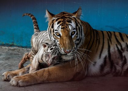Bengal tiger Fiona gave birth to four cubs: Yanek, a white tiger, her sisters Melissa and
