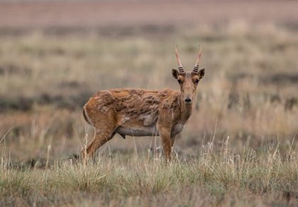 Kazakhstan's saiga antelope population has bounced back in the last two years