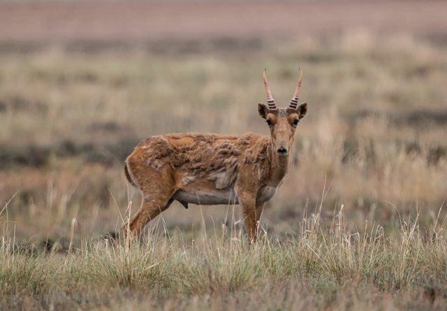 Kazakhstan's saiga antelope population has bounced back in the last two years