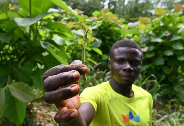 Green future: Seedlings are being grown at nurseries in Tene Forest to help Ivory Coast's