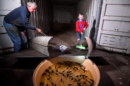 Farmer Col Tink has employed a makeshift system to drown mice that are ravaging farms in e