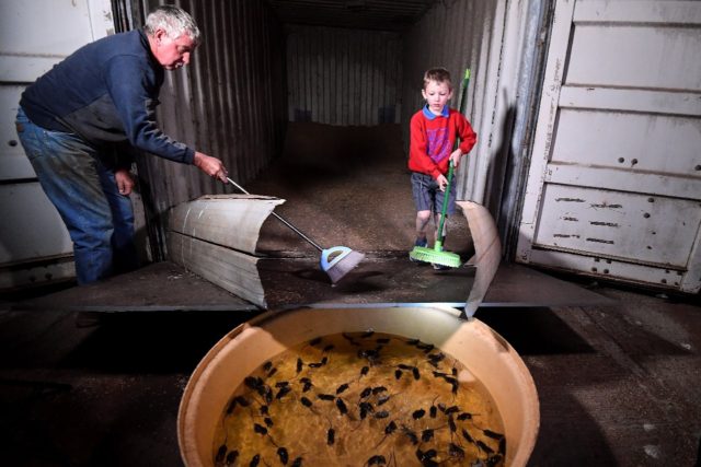 Farmer Col Tink has employed a makeshift system to drown mice that are ravaging farms in e