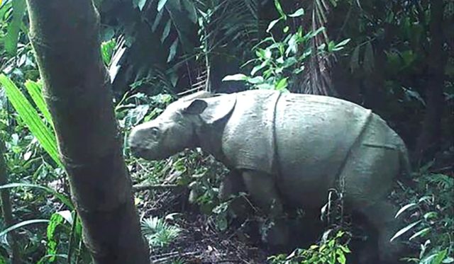 One of the two rare Javan rhino calves caught on camera in Indonesia, which has raised hop